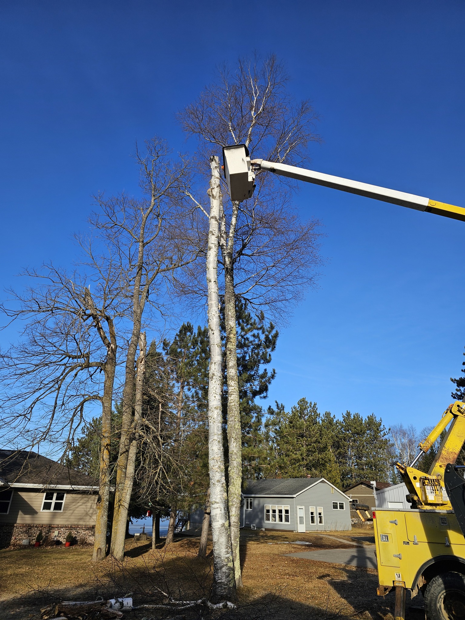 Lift to cut high tree